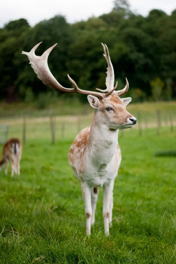 Heidehof Radenbeck - Damhirsch